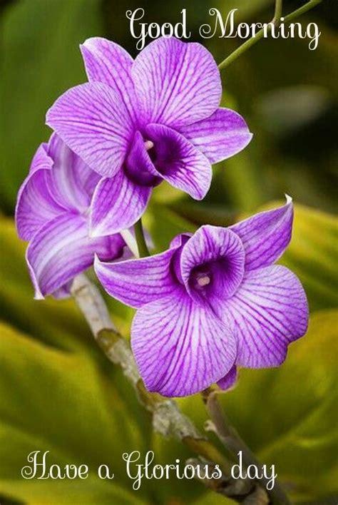 good morning orchid|7 Beautiful orchids ideas 